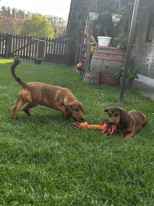 Alpski Brak Jazavčar štenci