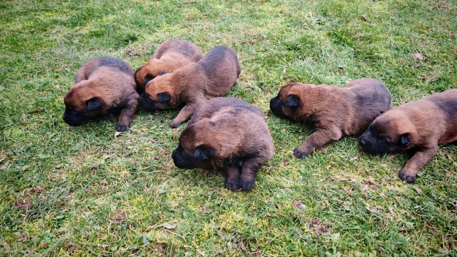 Belgijski Ovčar štenci, primam rezervacije