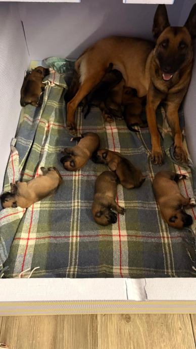 Štenci Belgijskog ovčara - Malinois-a čistokrvni