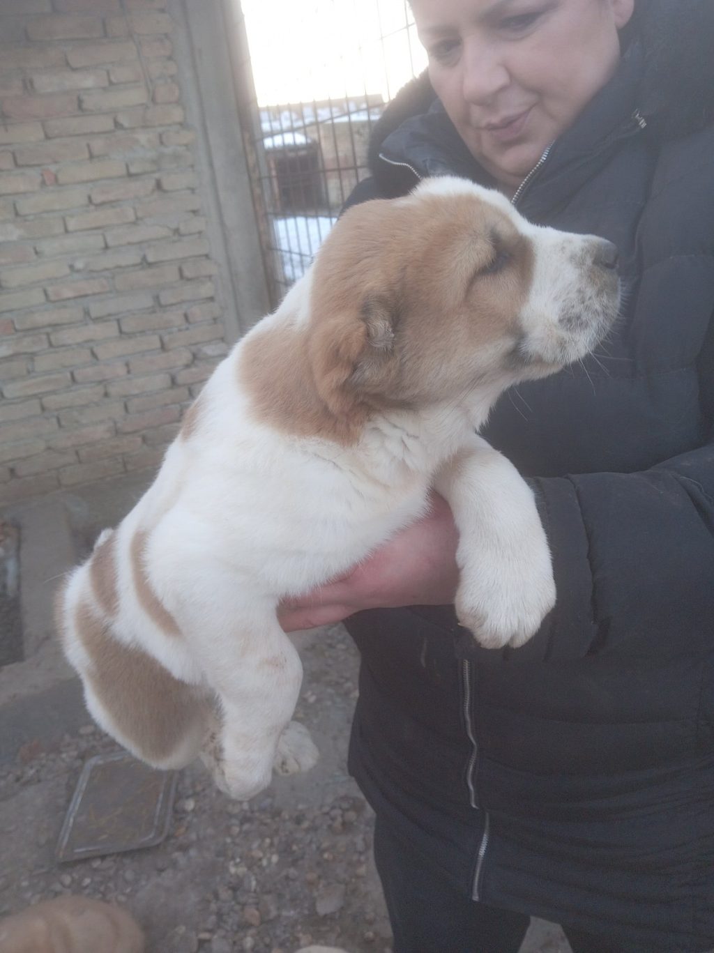 Srednjeazijski ovčar VRHUNSKI štenci