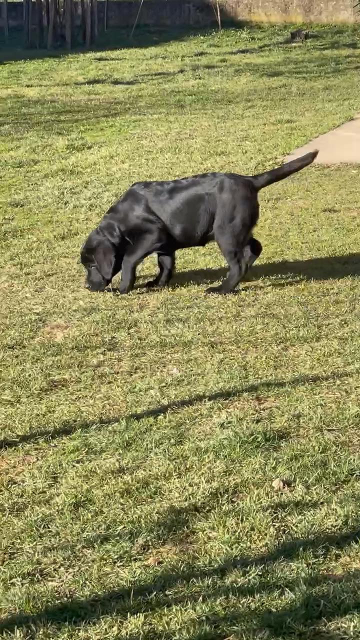 Dve ženke labrador retrivera