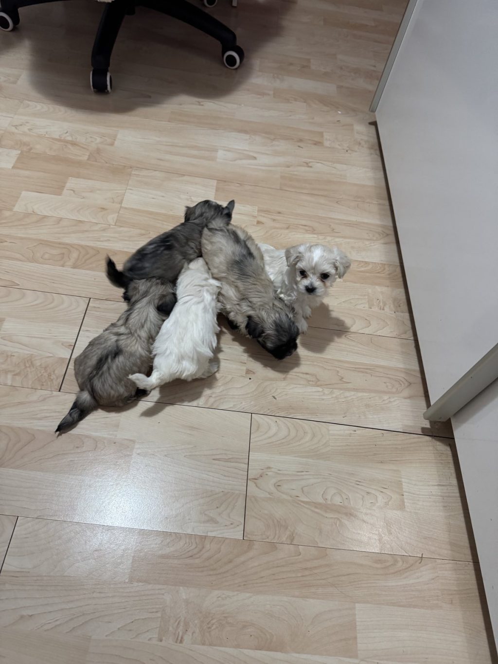 Mješanci Maltezera i Shih Tzu