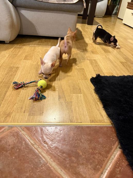 Chihuahua(Čivava) štenci