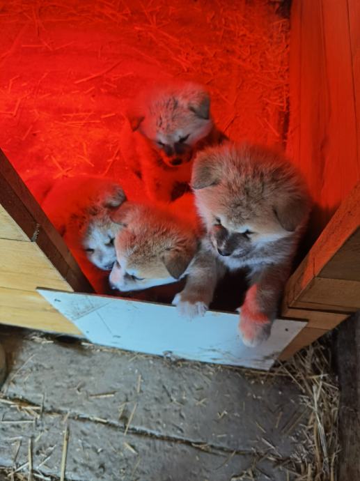 Japanska Akita štenci