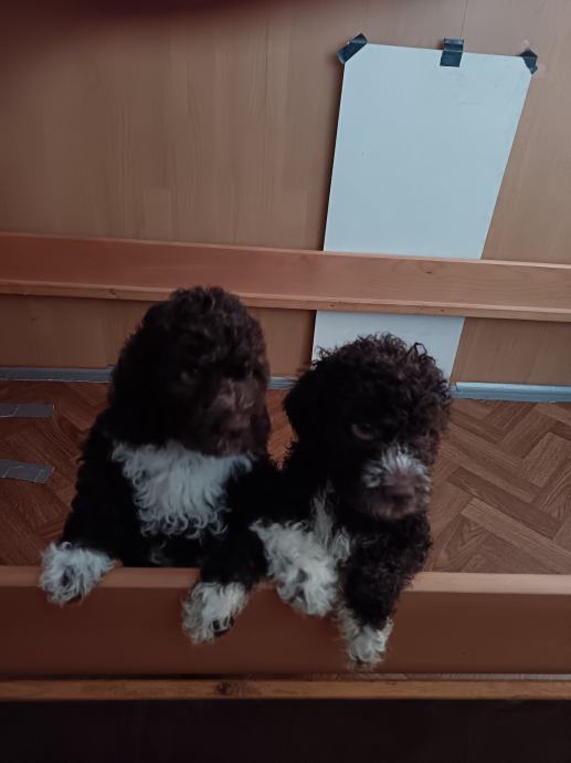 Lagotto Romagnolo štenci rezervacija