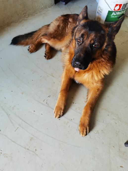 Njemački ovčar štenci