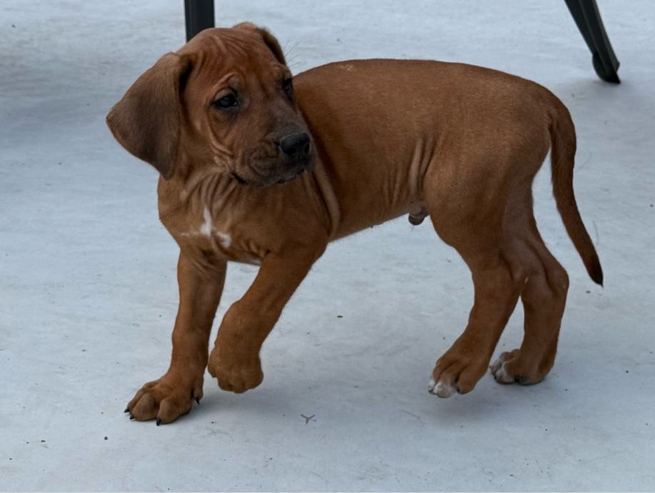 Rodezijski Ridgeback štenci