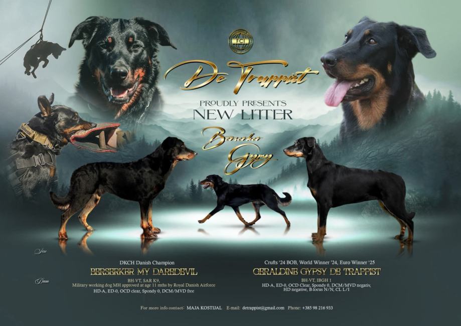 Francuski ovčar- boseron