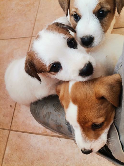 Jack Russell Terijer