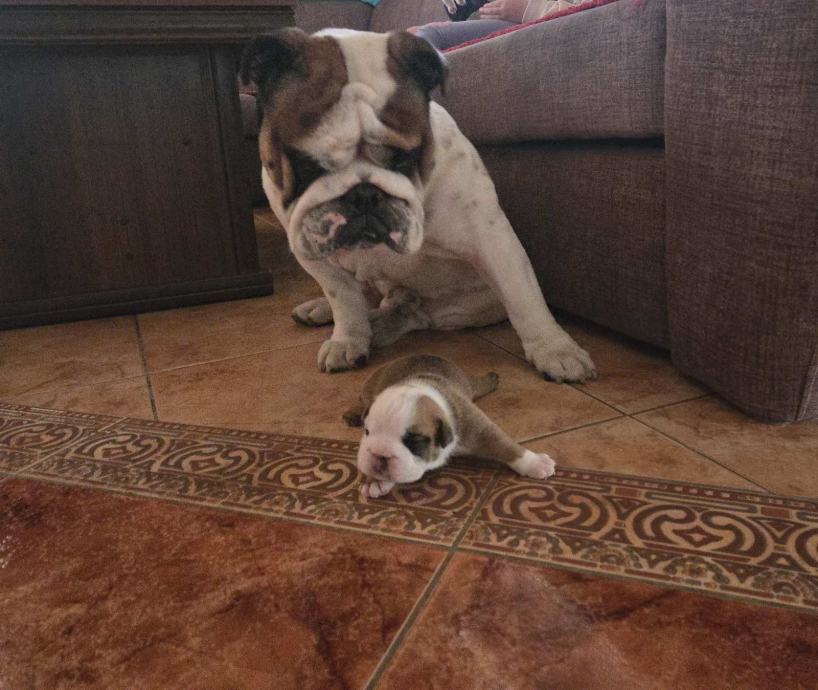 Rezervacija štenaca engleskog buldoga