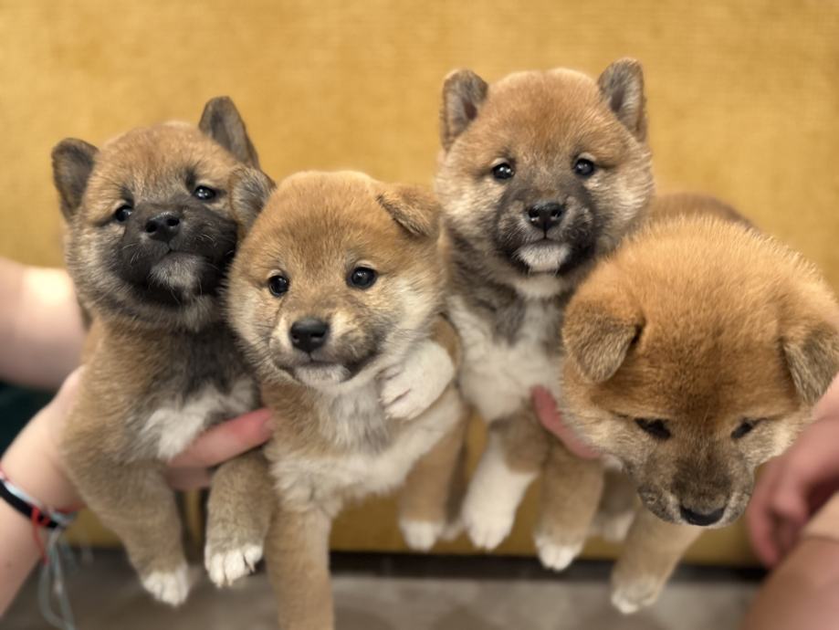 Shiba Inu štenci