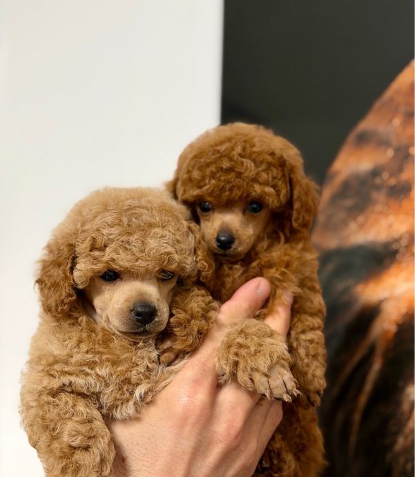 Toy Poodle