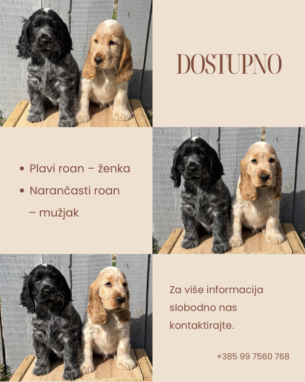 Koker spanijeli stenici