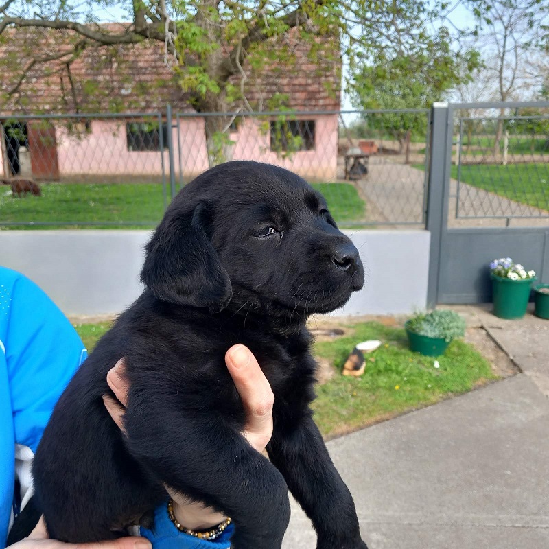 Prodajem tri muska steneta Labradora