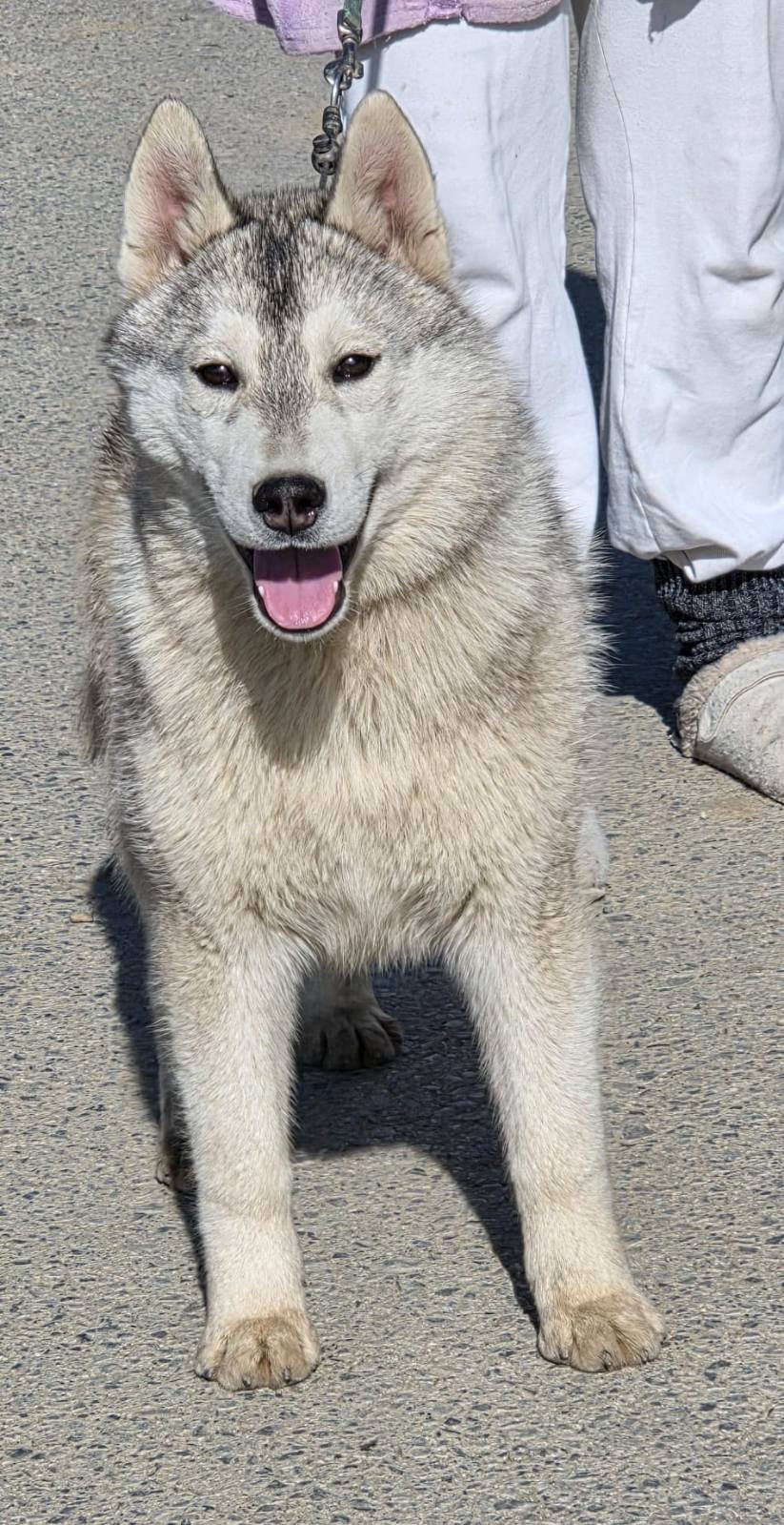 Sibirski haski FCI Rodovnica