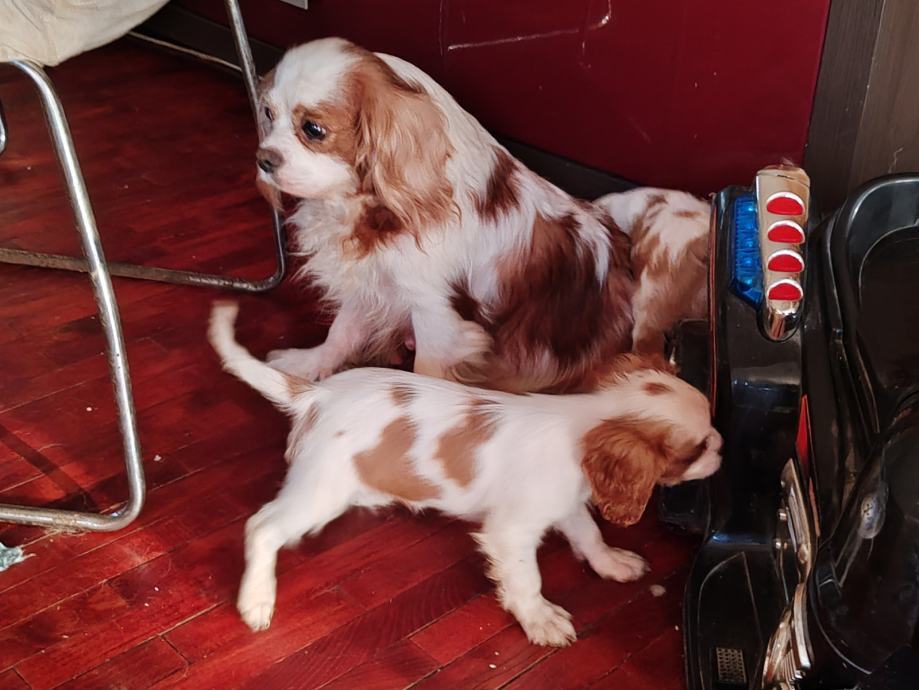 Cavalier King Charles španijel