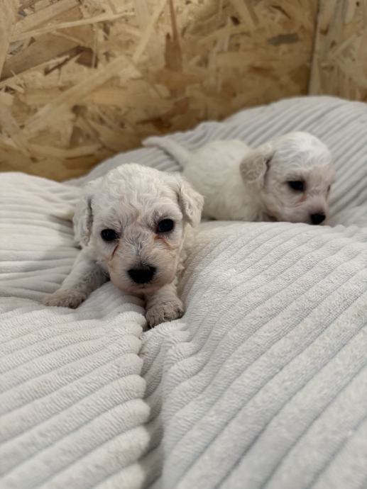 Kovrčavi Bišon/Bichon Frise