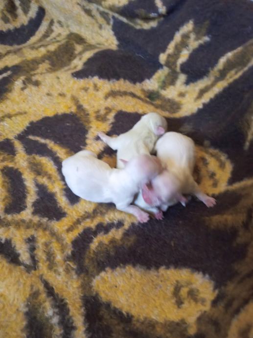 Maltezer štenci na prodaju