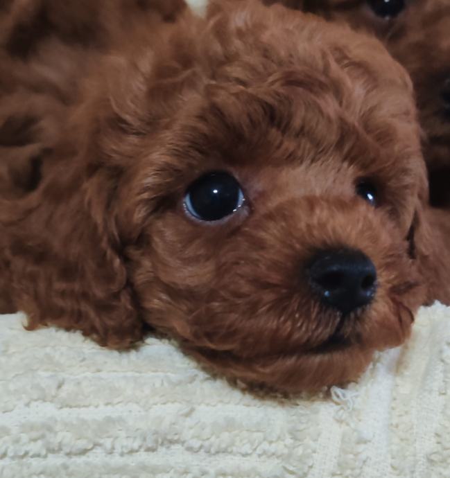 Pudle štenci toy/mini