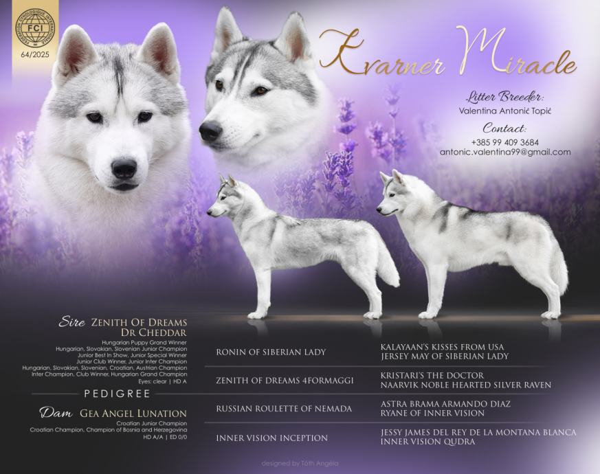 Sibirski haski- najava legla svibanj 2026