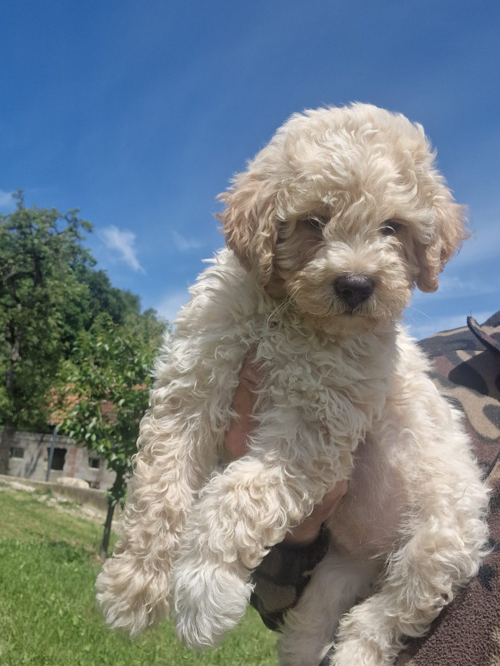 GOLDENDOODLE F1BB MINI