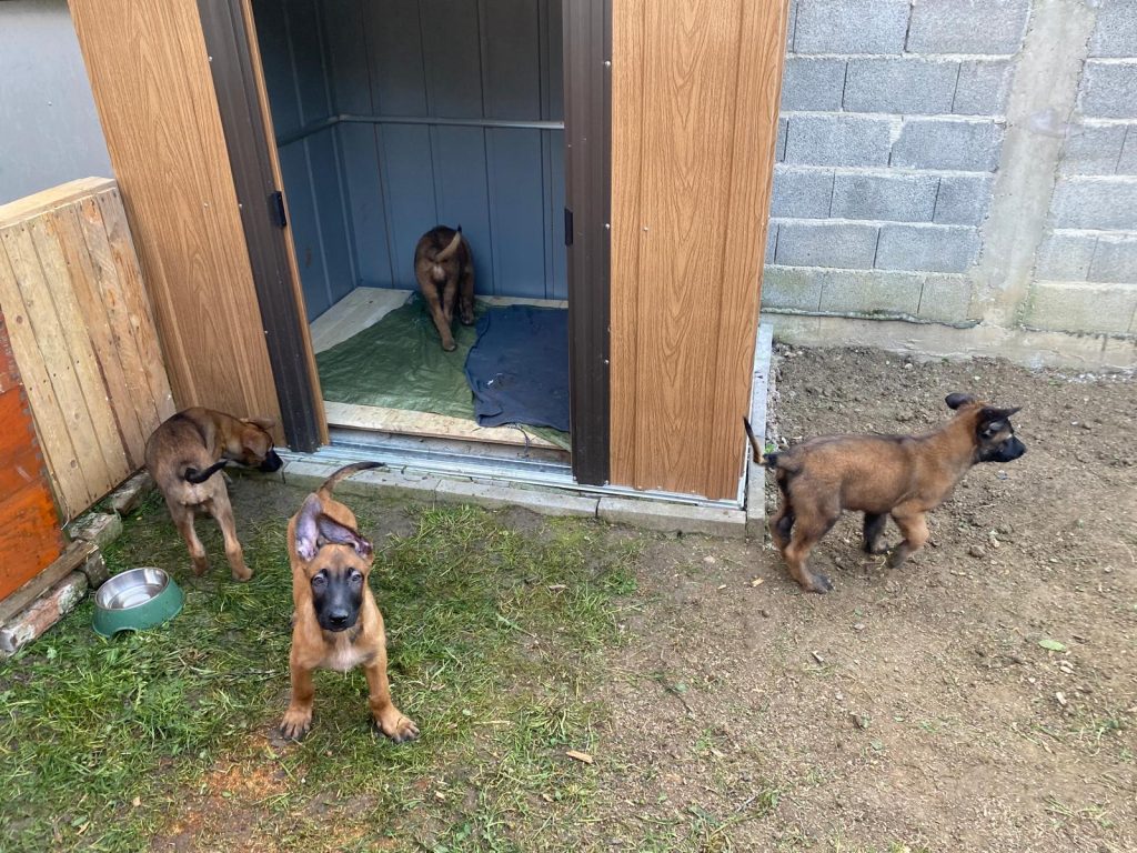 BELGIJSKI OVČARI MALINOIS, RADNA LINIJA VRHUNSKI ŠTENCI 098 594 173