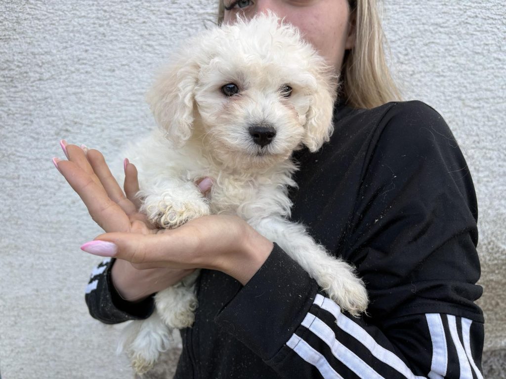 Kovrčavi Bišon/Bichon Frise