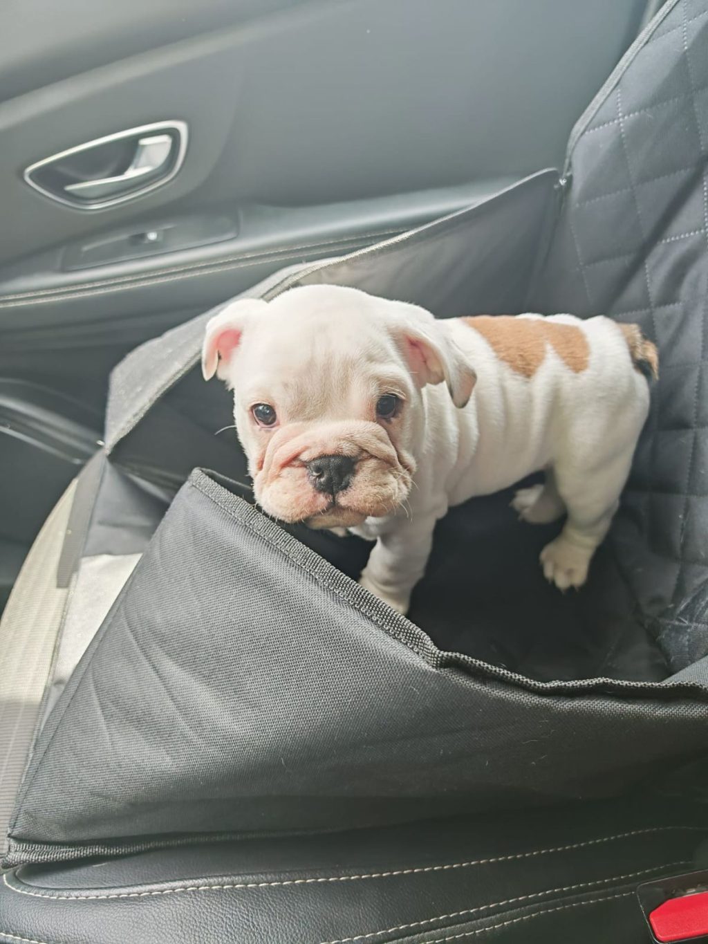 Engleski buldog