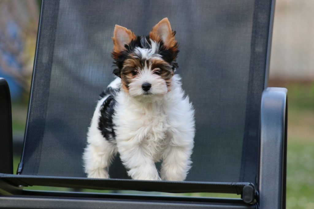 BIEWER TERRIER, YORKSHIRE TERRIER, jorki, yorki