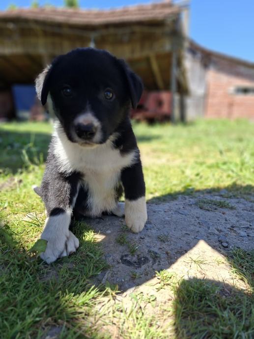 Border collie