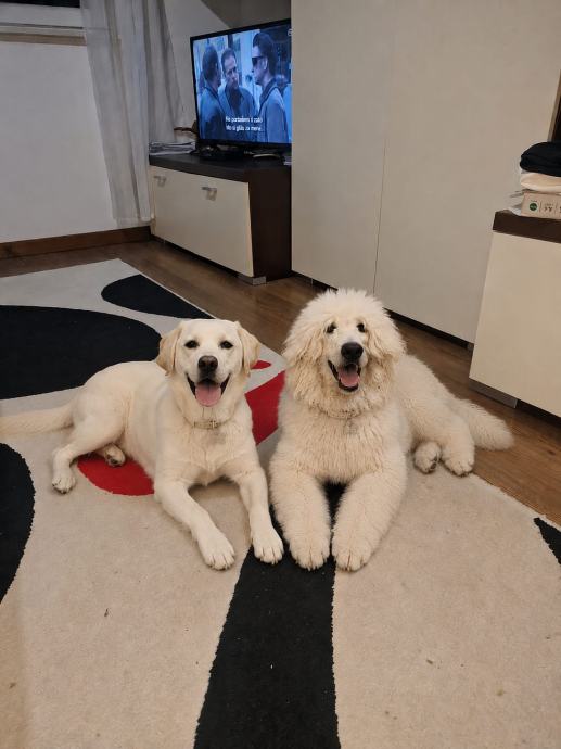 LABRADOODLE-ZLATNI RETRIVER-KRALJEVSKA PUDLA