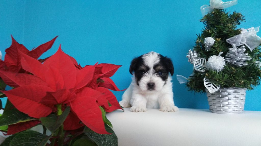 MORKY, MORKI štenci (Maltezer i Yorkshire terrier)