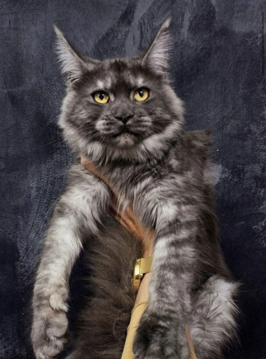 Maine Coon- Hrvatska/pedigre of Fife/SFDH - uzgajivačnica Mimax Royal