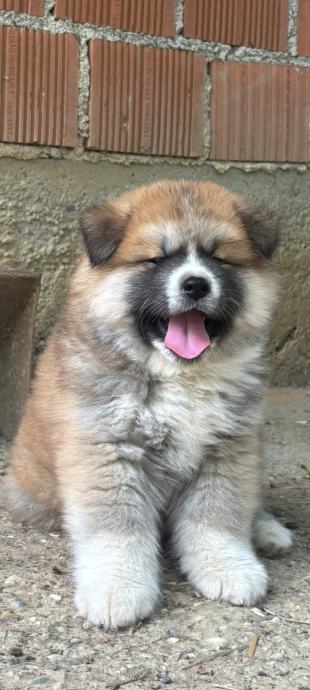 Japanska Akita