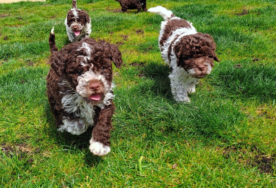 Lagotto Romagnolo štenci
