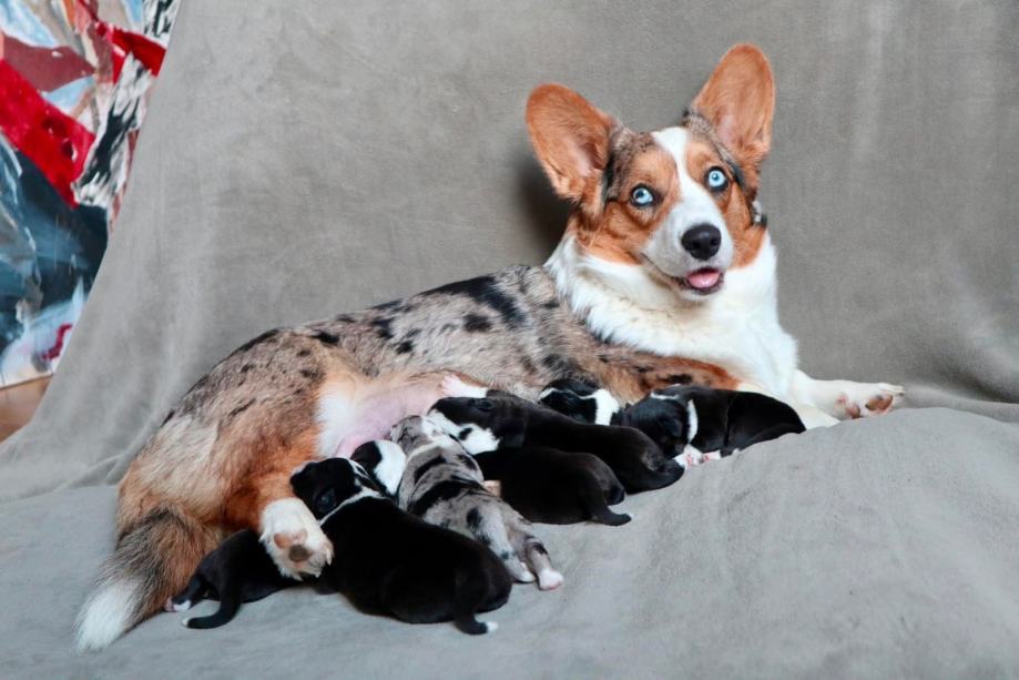 Welsh Corgi štenci