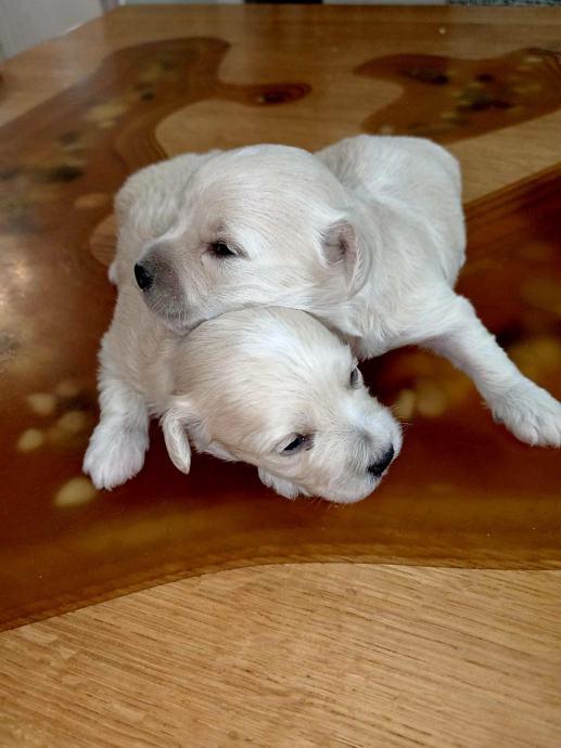 Maltipoo ( maltezer i mini pudla )