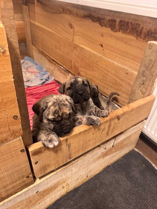 Presa Canario štenci