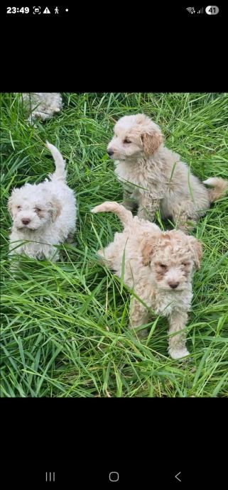Lagotto Romagnolo štenci