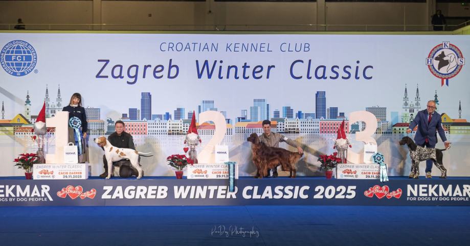 EngleskI Pointer štenci