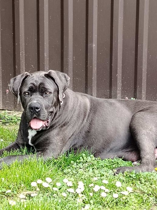 Štenci Cane Corso