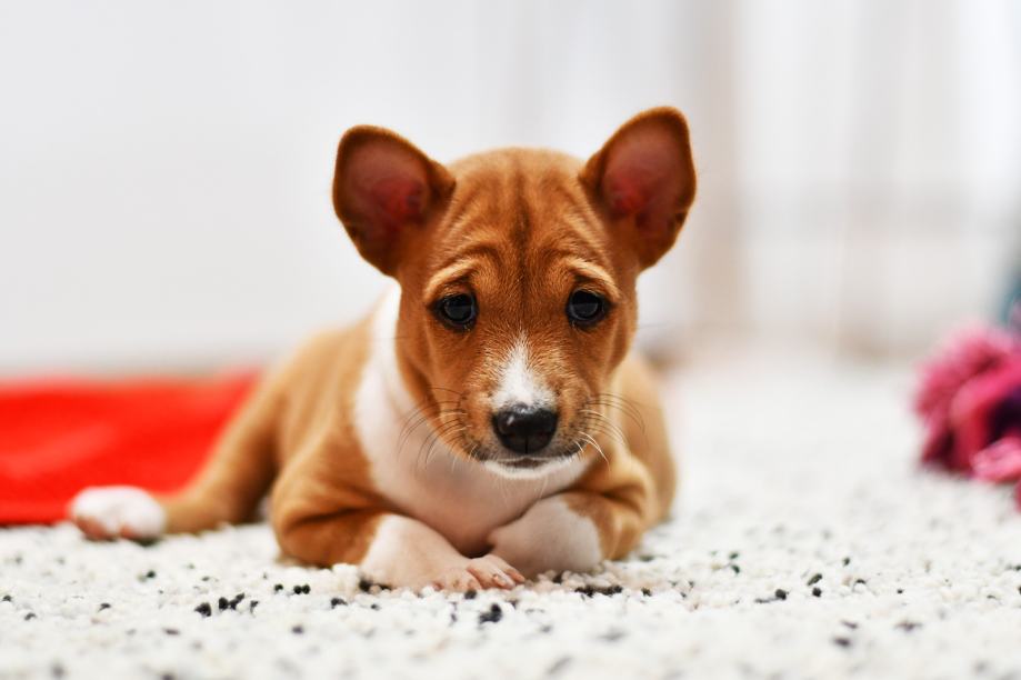WAKANDA LEGEND Basenji štenci