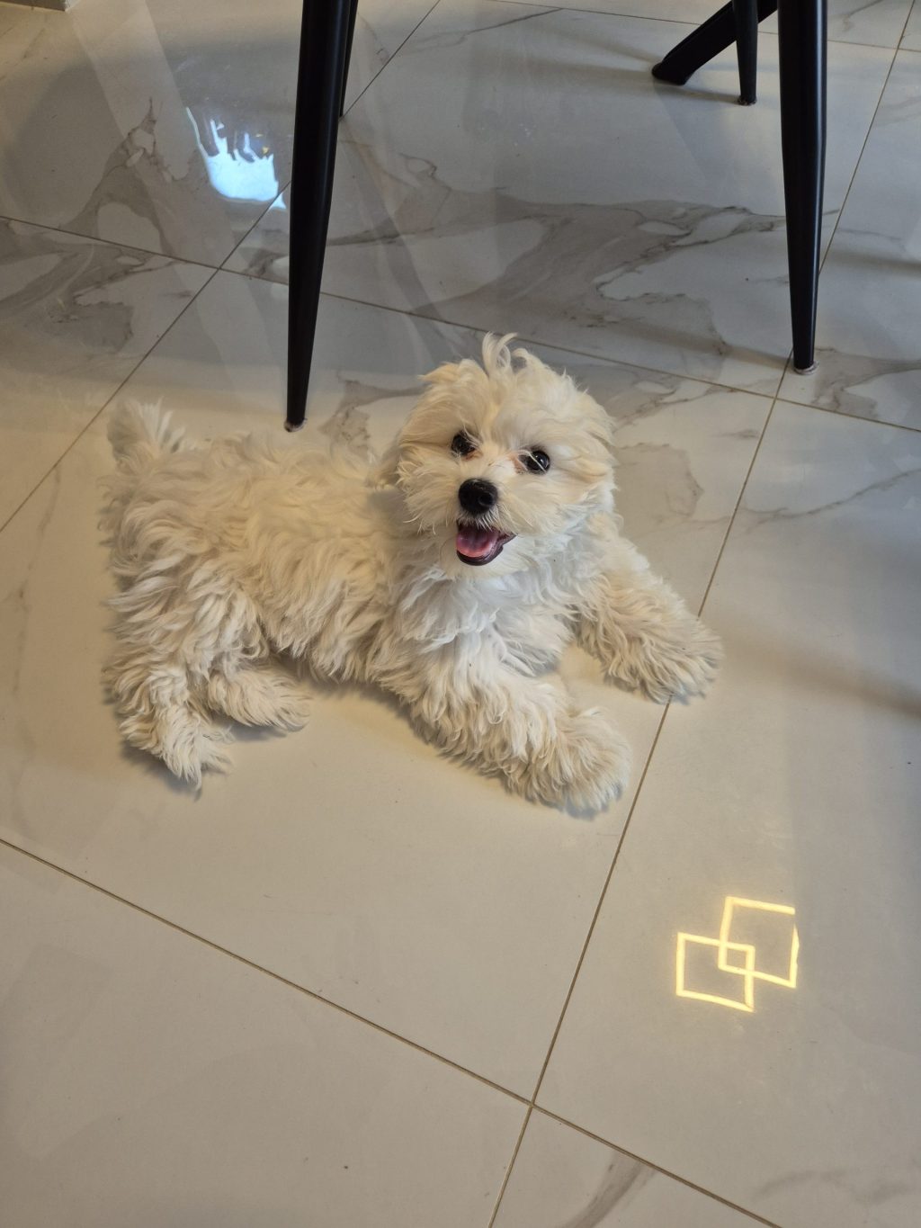 Mini maltezer