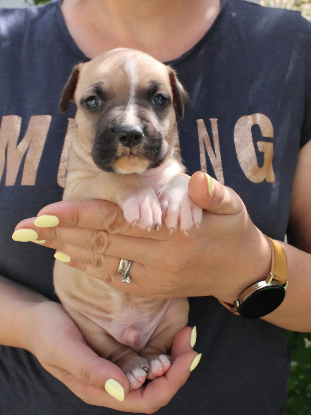 American staffordshire terrier