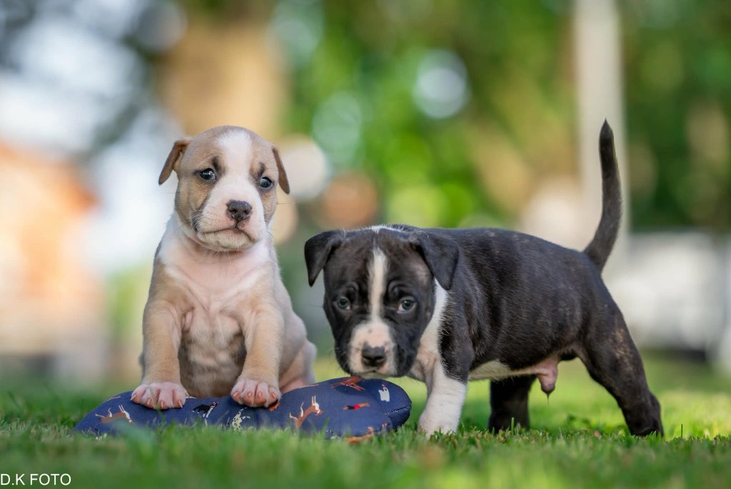 American Point's kennel-vrhunski štenci američkog staforda s HKS rodovnicom
