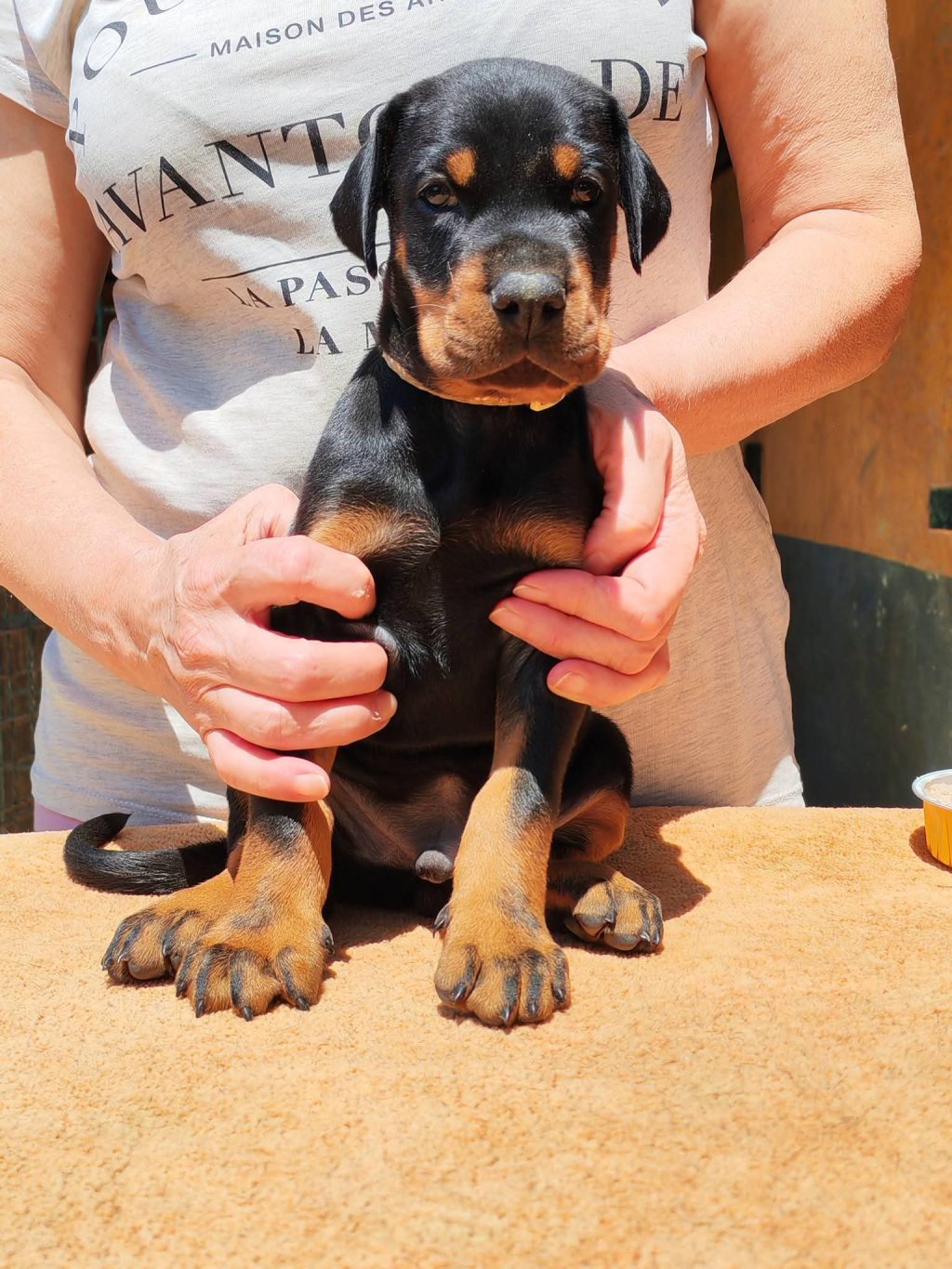 Doberman štenci