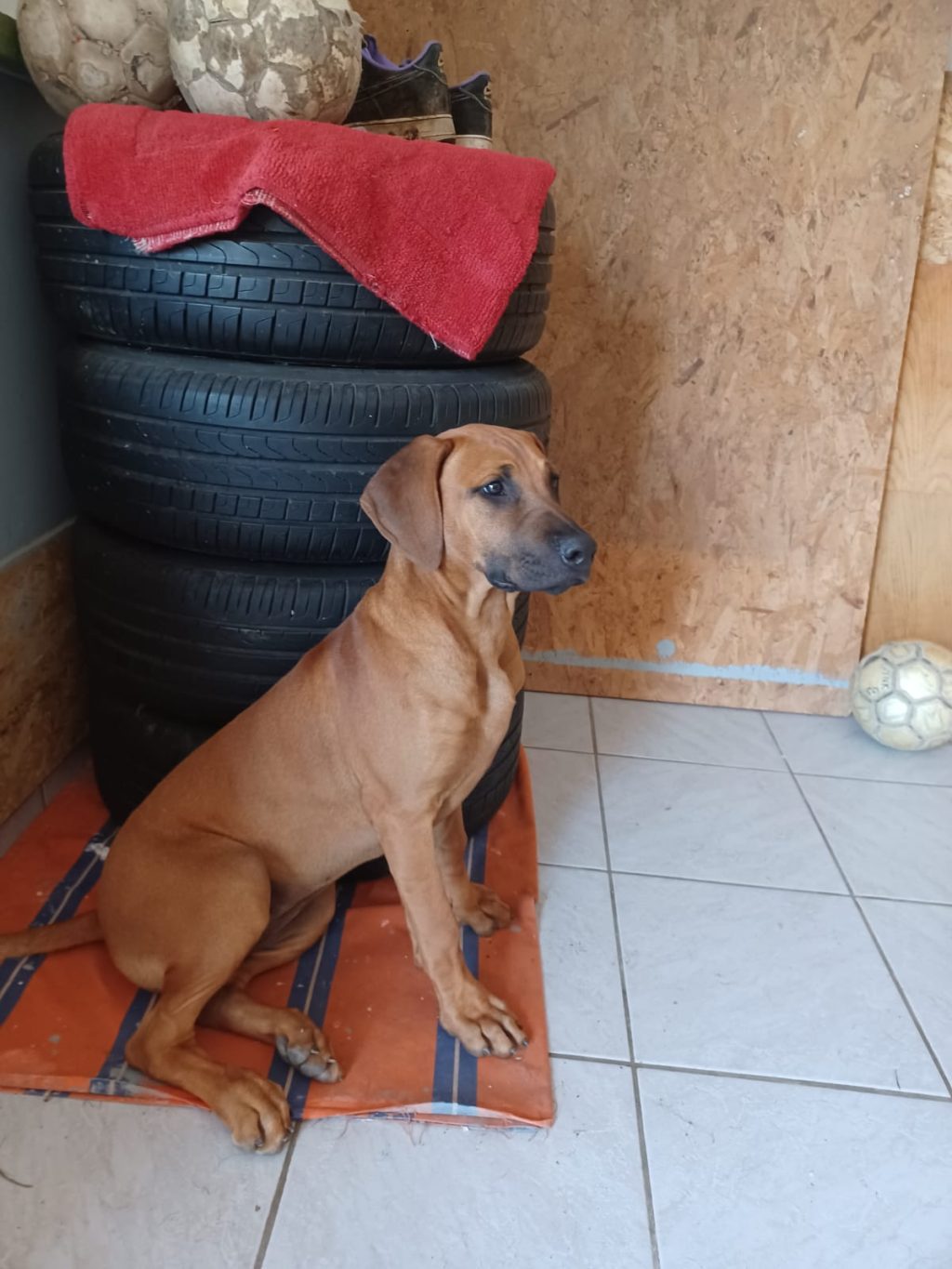 Rodezijski ridgeback