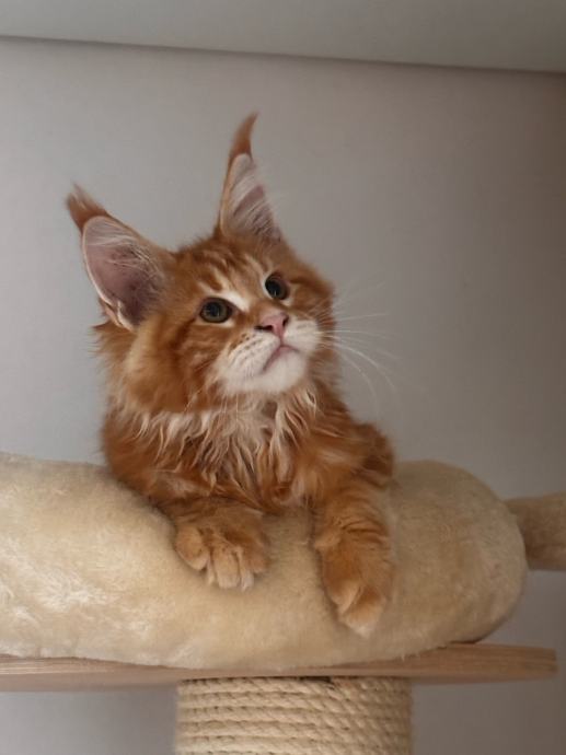 Maine Coon mačići