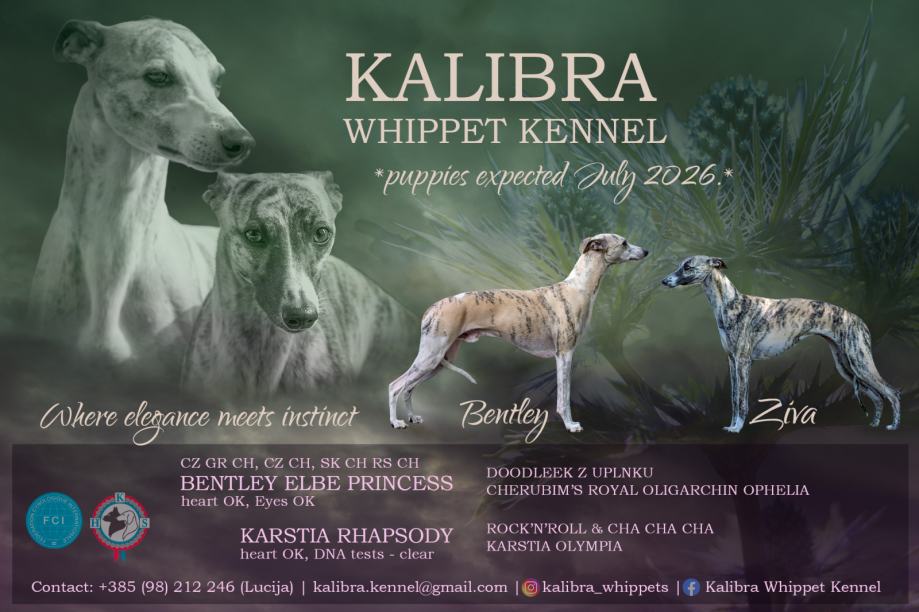 Mali engleski hrt (whippet/vipet) - registrirani uzgoj