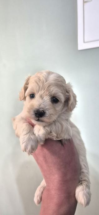 Maltipoo
